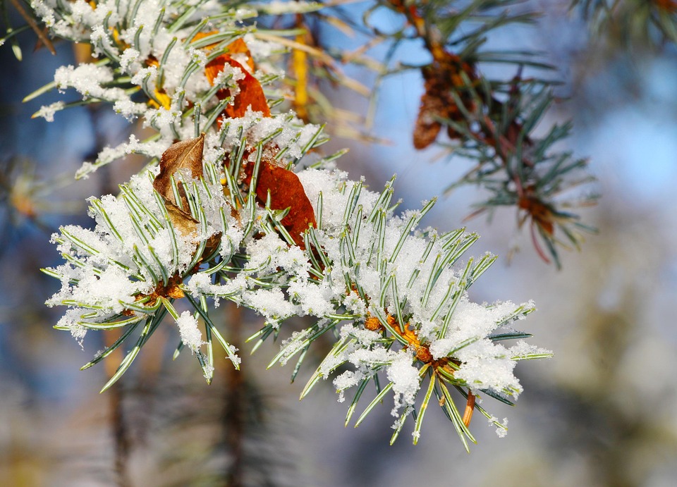 Sprus Snow Sprig Snow Spruce - Free photo on Pixabay