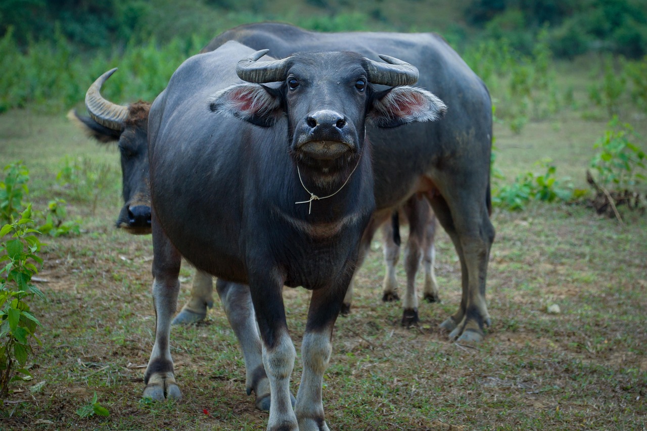 1 000 Free Riverine Buffalo Buffalo Images Pixabay