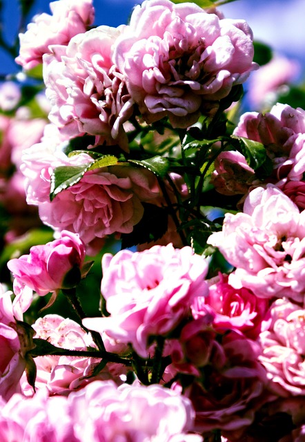 Flor, Natureza, Rosa