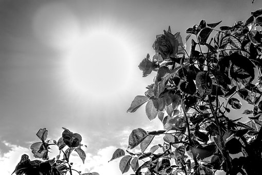 Sol, Flor, Flora, Preto