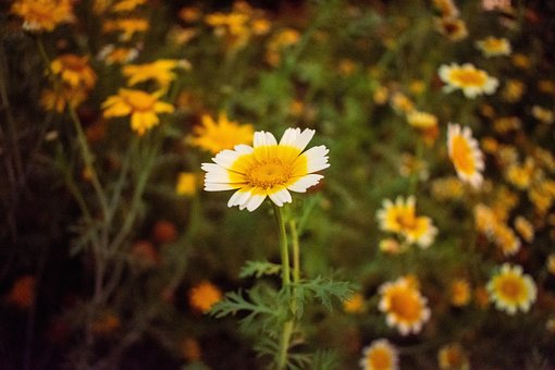 Free Flowers Field photo and picture