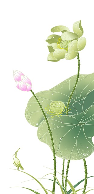 Free chinese style lotus plants illustration