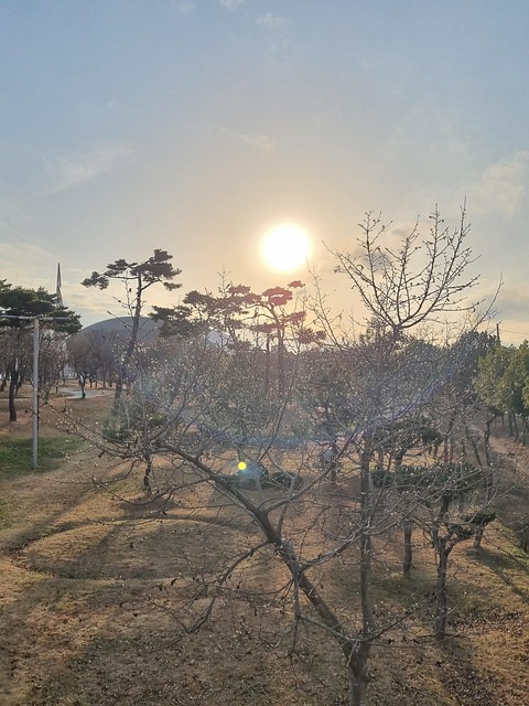 Free Park Tree photo and picture