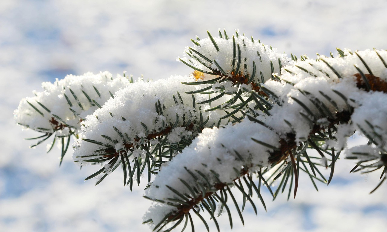 Sprus Snow Spruce Snow - Free photo on Pixabay - Pixabay