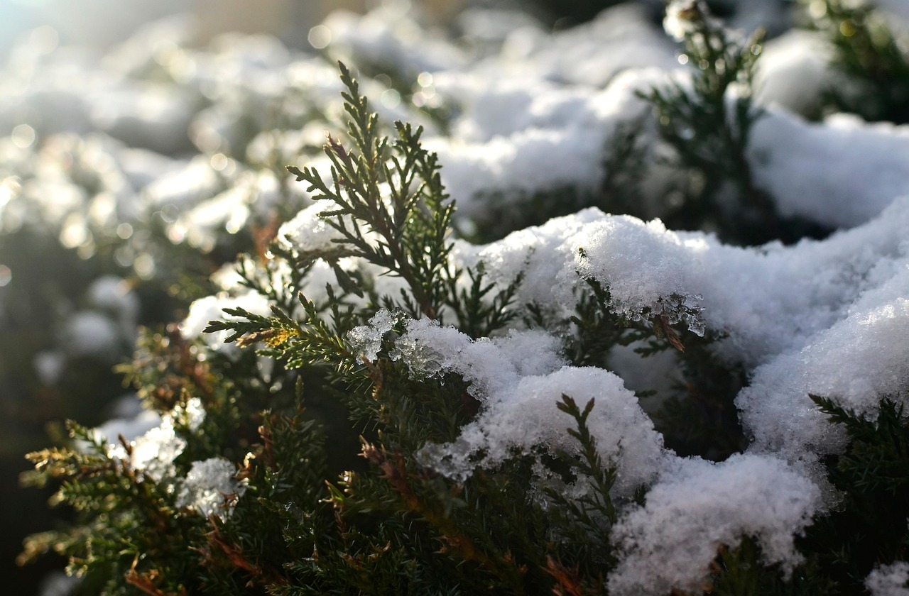 雪 冬天 松树 - Pixabay上的免费照片