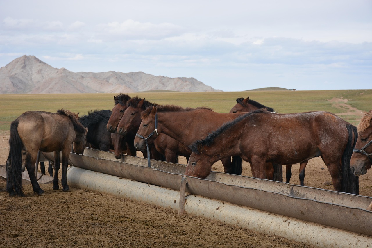 Horses - free online jigsaw puzzle photo