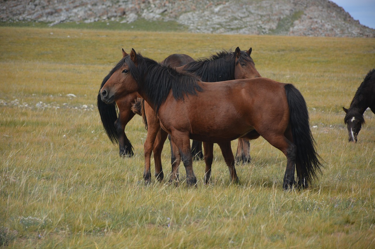 Horses - free online jigsaw puzzle photo