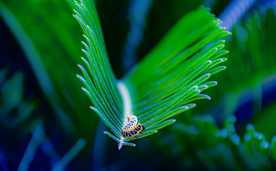 Oruga, Plantas, Insecto, Jardín