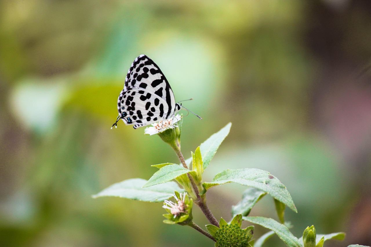 Butterfly Nature Garden Free Photo On Pixabay butterfly-nature-garden-free-photo-on-pixabay