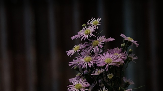 Flores, Botões, Pétalas, Bloom, Aurora
