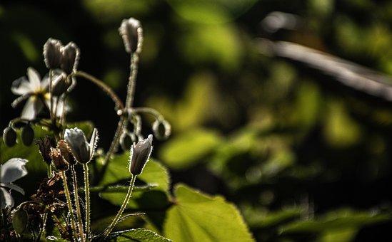 Flores, Bloom, Flora, Jardín De Plantas