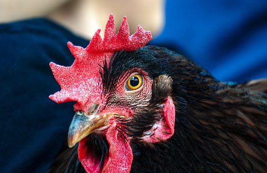 Gallo, Pollo Macho, Aves De Corral