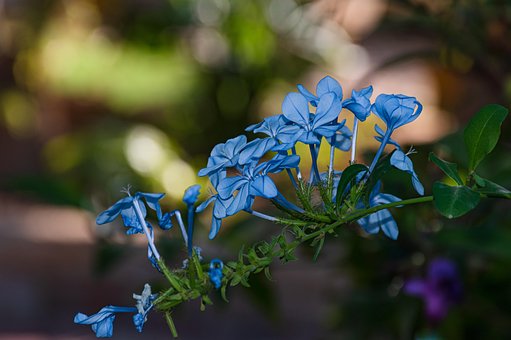 Flores, Flores Azules, Jardín
