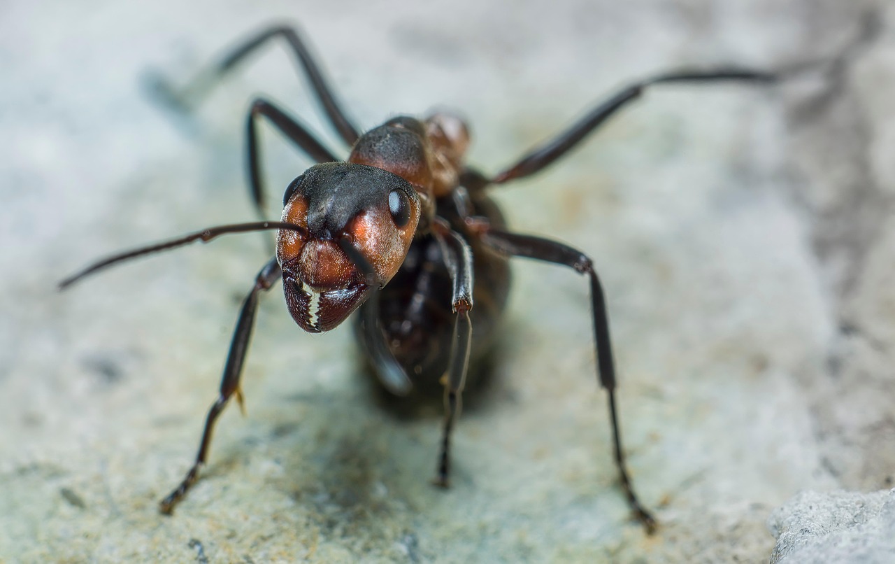 Fourmi Insecte Fourmi Formica Insecte - Photo gratuite sur Pixabay