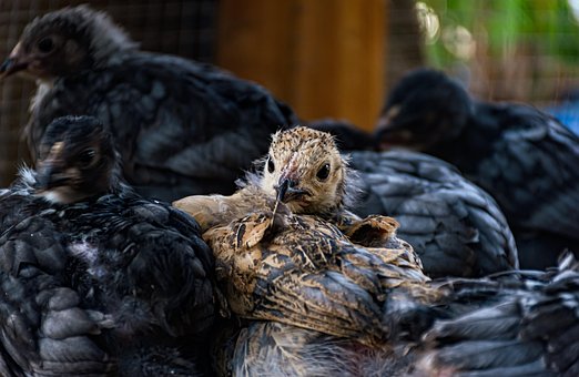 Pollo, Naturaleza, Pollitos, Pájaro