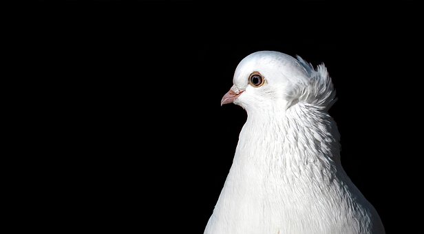 Pájaro, Plumas, Plumaje, Ornitología