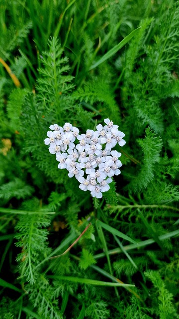 Free Yarrow Nature photo and picture