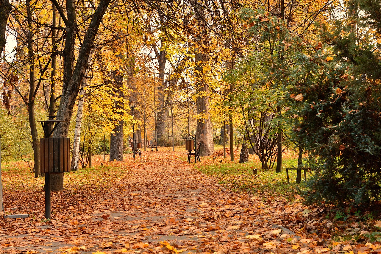 Park - free online jigsaw puzzle photo