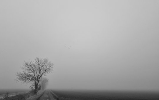 Ceaţă, Copac, Melancolie, Noiembrie