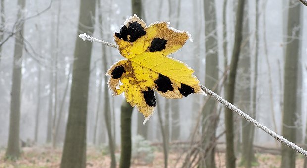 Folha, Floresta, Geada, Cair, Inverno