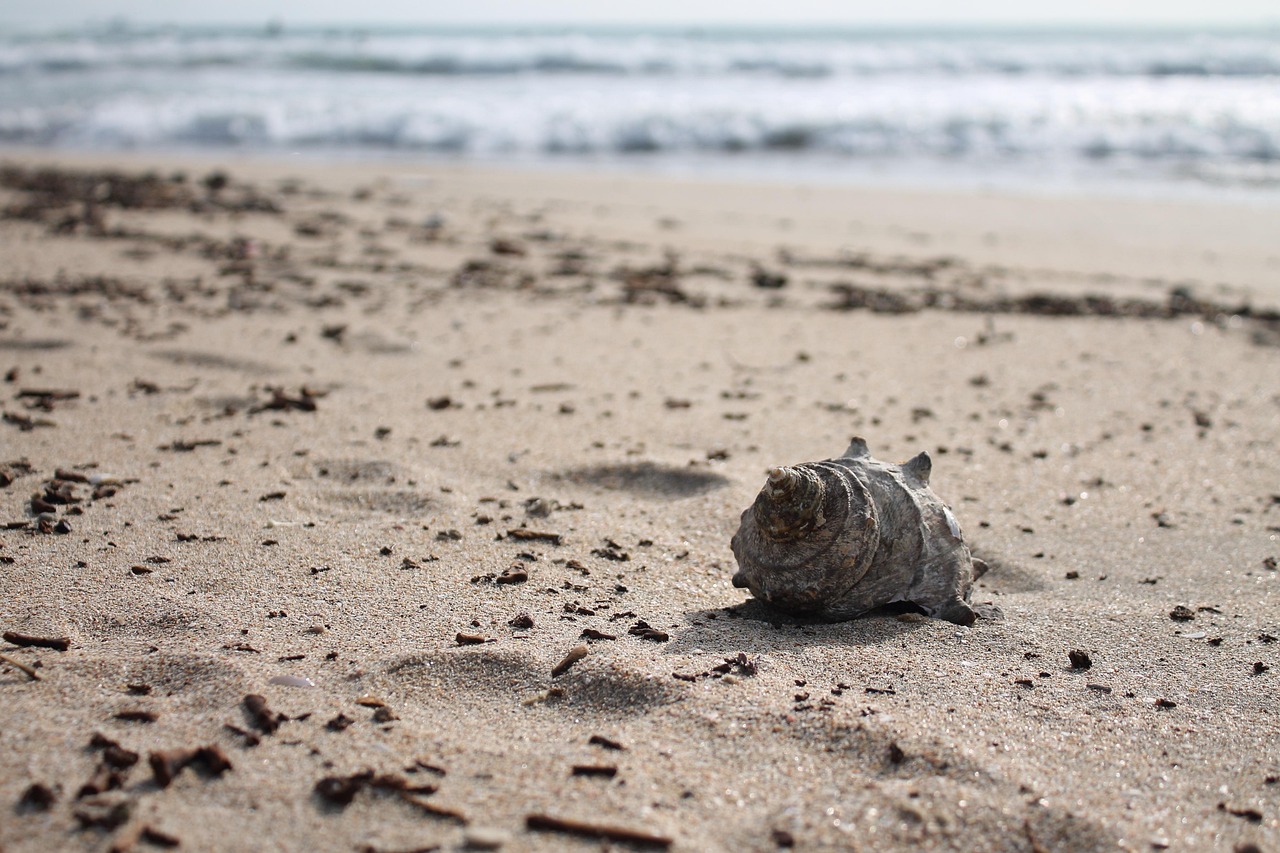Free Beach Nature photo and picture