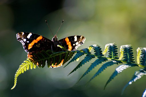 Free Butterfly Insect photo and picture