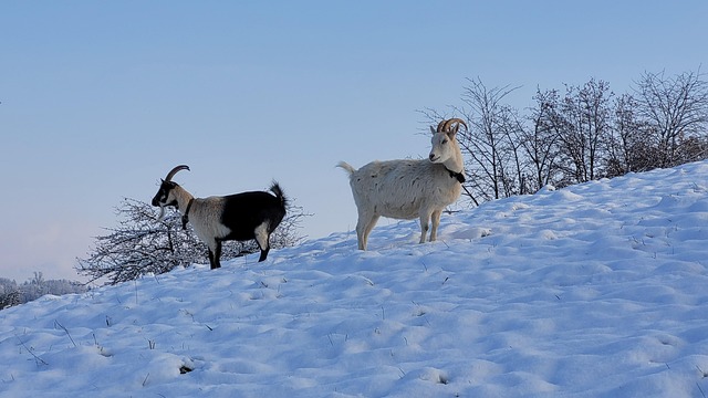 Ziege, Winter, Schnee, Tier, Geiss