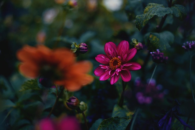 Free Colorful Flowers Flowers photo and picture