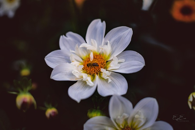 Free Flower Beautiful Flowers photo and picture