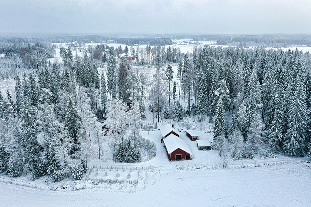 Winter, Schnee, Wald, Dämmerung, Bäume