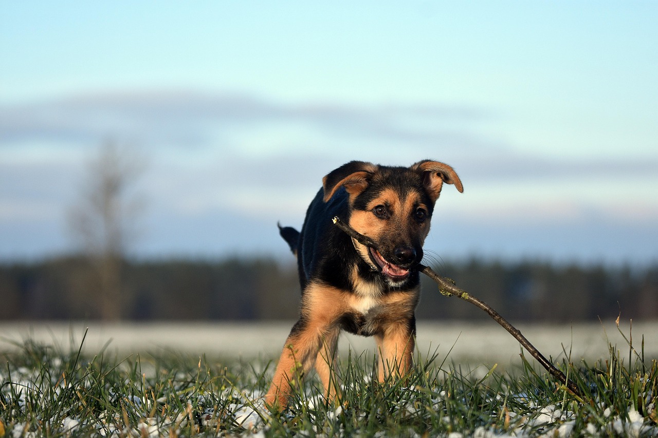 Dog - free online jigsaw puzzle photo