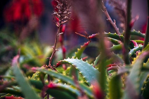 Áloe, Áloe En Flor, Aloe Suculento