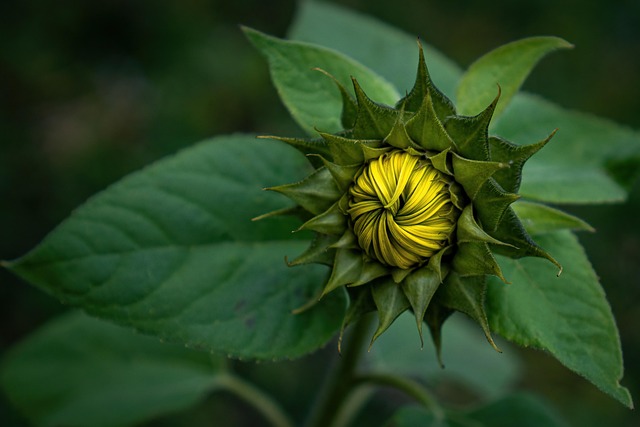 Free Sunflower Blooming Sunflower photo and picture