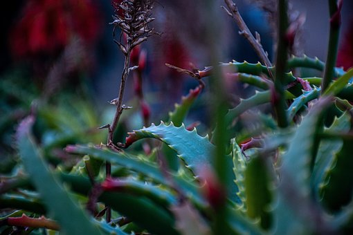 Áloe, Áloe En Flor, Suculento, Espinas