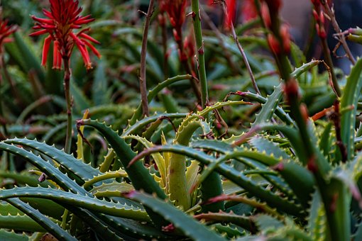 Áloe, Áloe En Flor, Suculento
