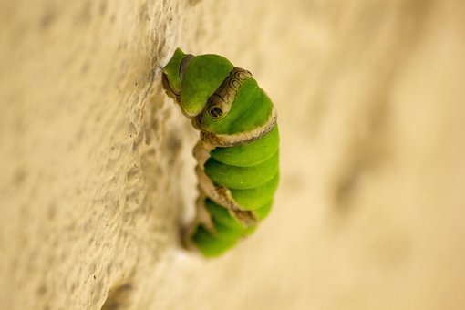 Free Caterpillar Larvae photo and picture