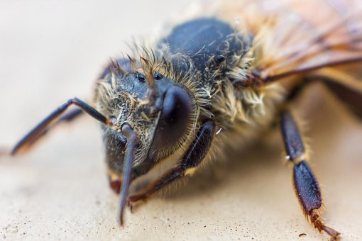 Free Bee Insect photo and picture