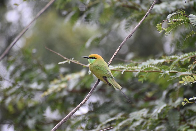 Free Bird Hyderabad photo and picture