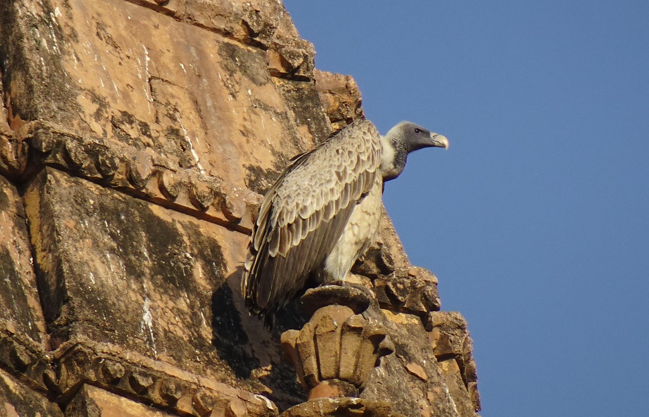 Vulture Indian Bird Gyps Free Photo On Pixabay