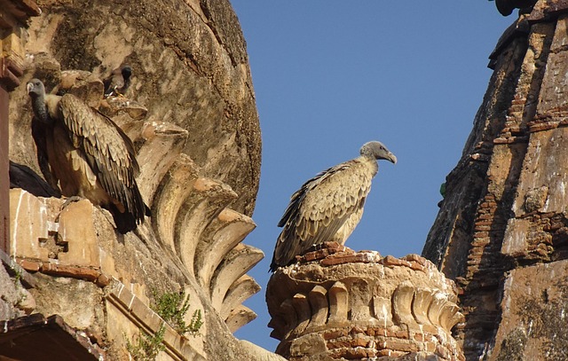 Vulture Indian Bird Gyps Free Photo On Pixabay