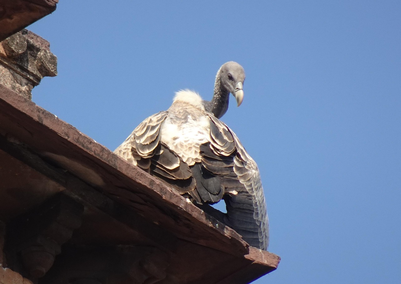 Vulture Gyps Indicus Indian Free Photo On Pixabay Pixabay