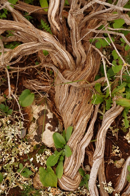 Free Root Devoured photo and picture