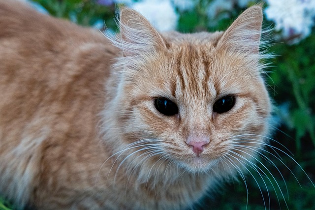 Free Cat Nature photo and picture