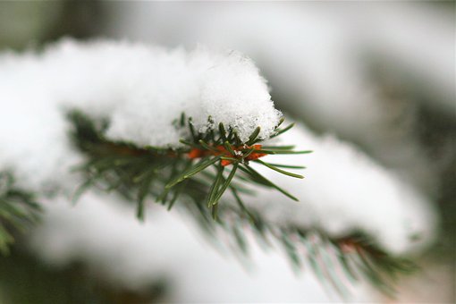 Thüringen, Kiefer, Schnee, Winter