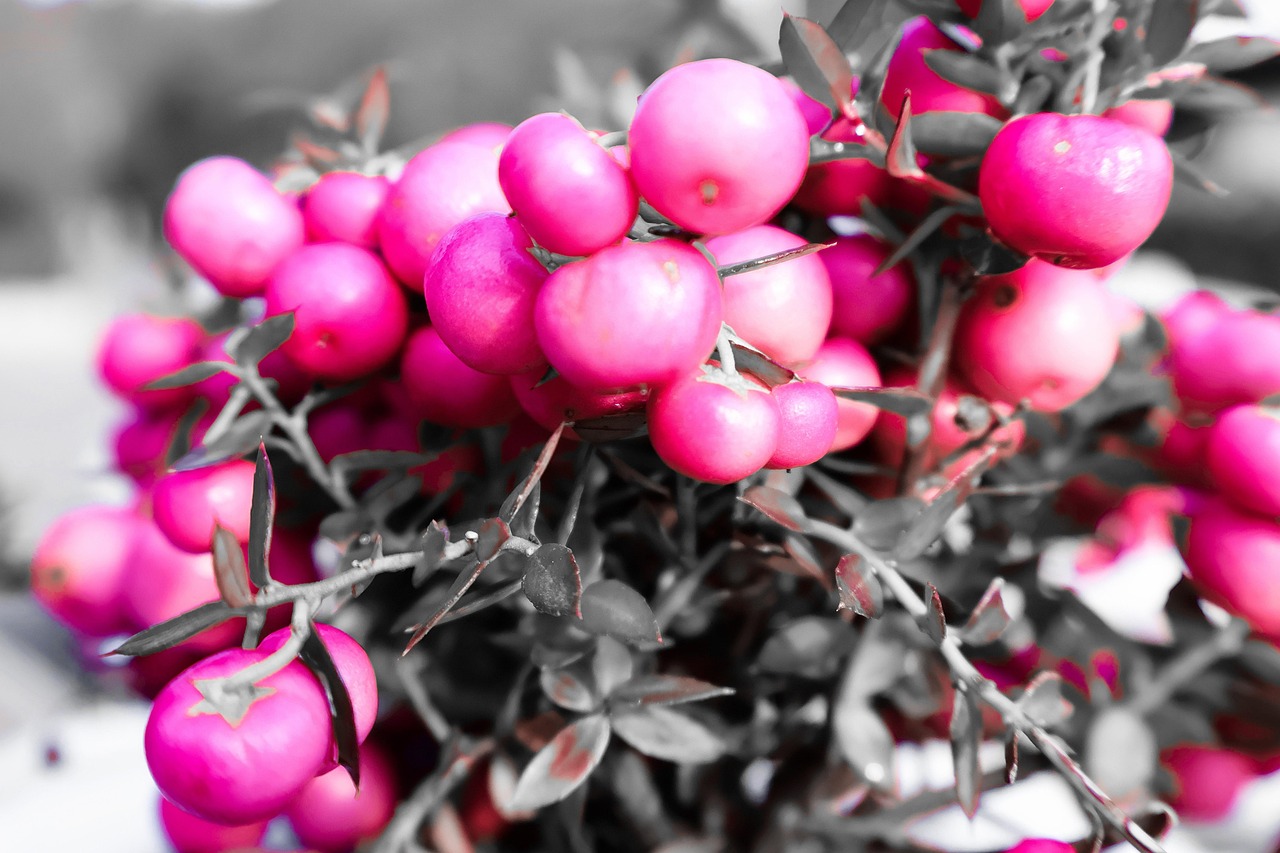 冬 花 フローラ - Pixabayの無料写真 - Pixabay