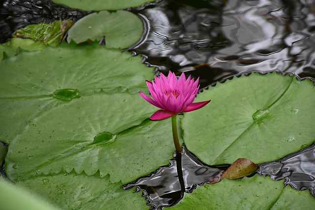 flower, lotus, flower background, lily, pond, conservatory, petals, flower wallpaper, beautiful flowers, blossom, flora, bloom, nature