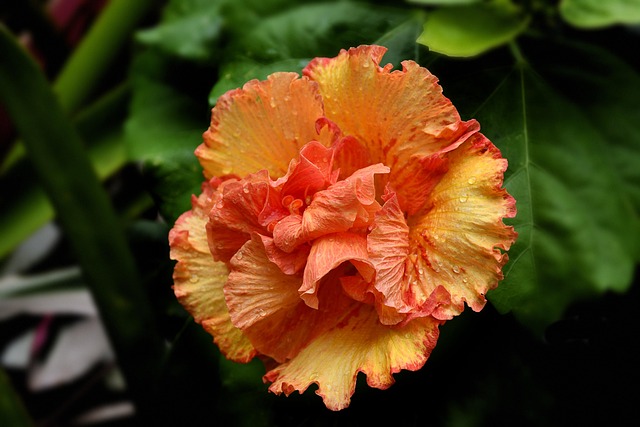 flower, hibiscus, beautiful flowers, petals, leaves, flower wallpaper, orange, flower background, conservatory, blossom, flora, bloom, nature