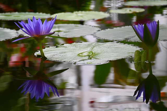 flower, beautiful flowers, lotus, lily, pond, conservatory, flower background, petals, blossom, flora, flower wallpaper, bloom, nature