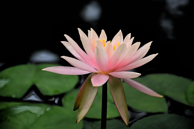 flower, lotus, petals, beautiful flowers, lily, pond, conservatory, blossom, flora, bloom, flower wallpaper, flower background, nature