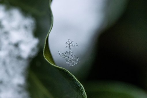 Snefnug, Snekrystaller, Vinter, Sne